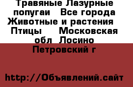 Травяные Лазурные попугаи - Все города Животные и растения » Птицы   . Московская обл.,Лосино-Петровский г.